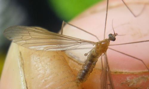 Pilaria sp.